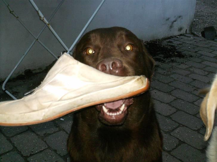 Labrador retriever Laura - Laura med sutsko q: billede 11