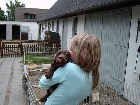 Labrador retriever Laura - århh Laura du har altid haft et eller anden med den tunqe..     ;P billede 12