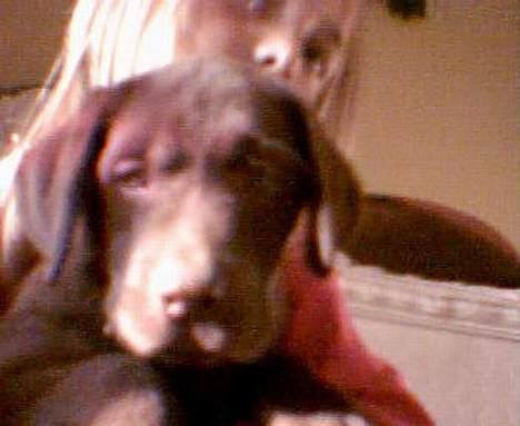 Labrador retriever Laura - Laura da hun lii var kommet hjem her hos os.... billede 14