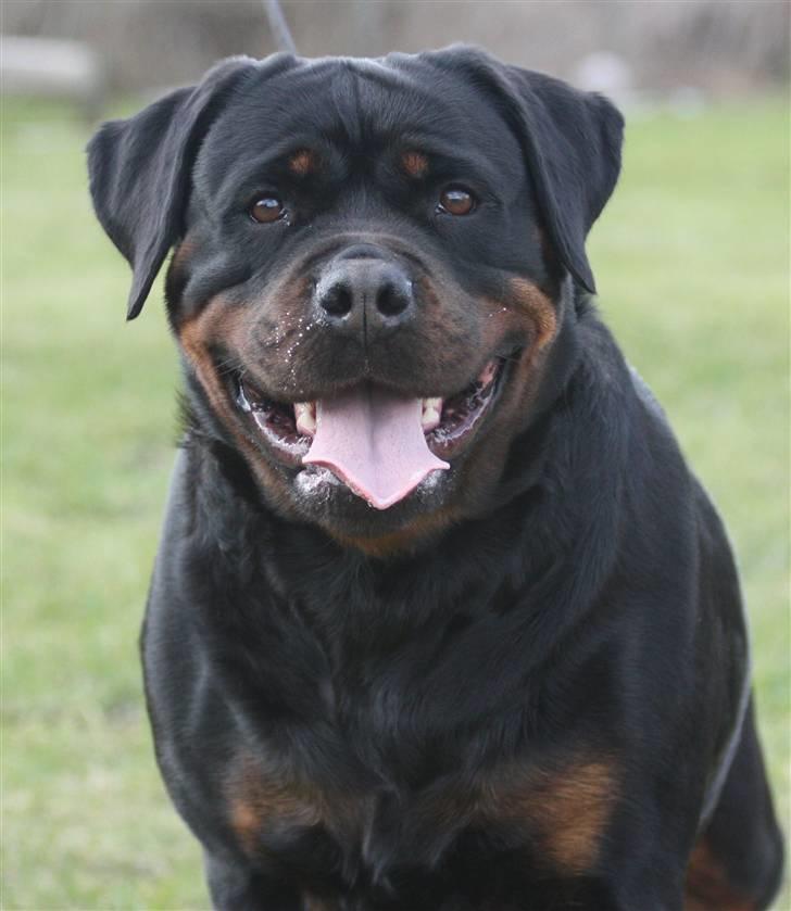 Rottweiler Vom Hause Wenorra Akira - NYT, billede 1