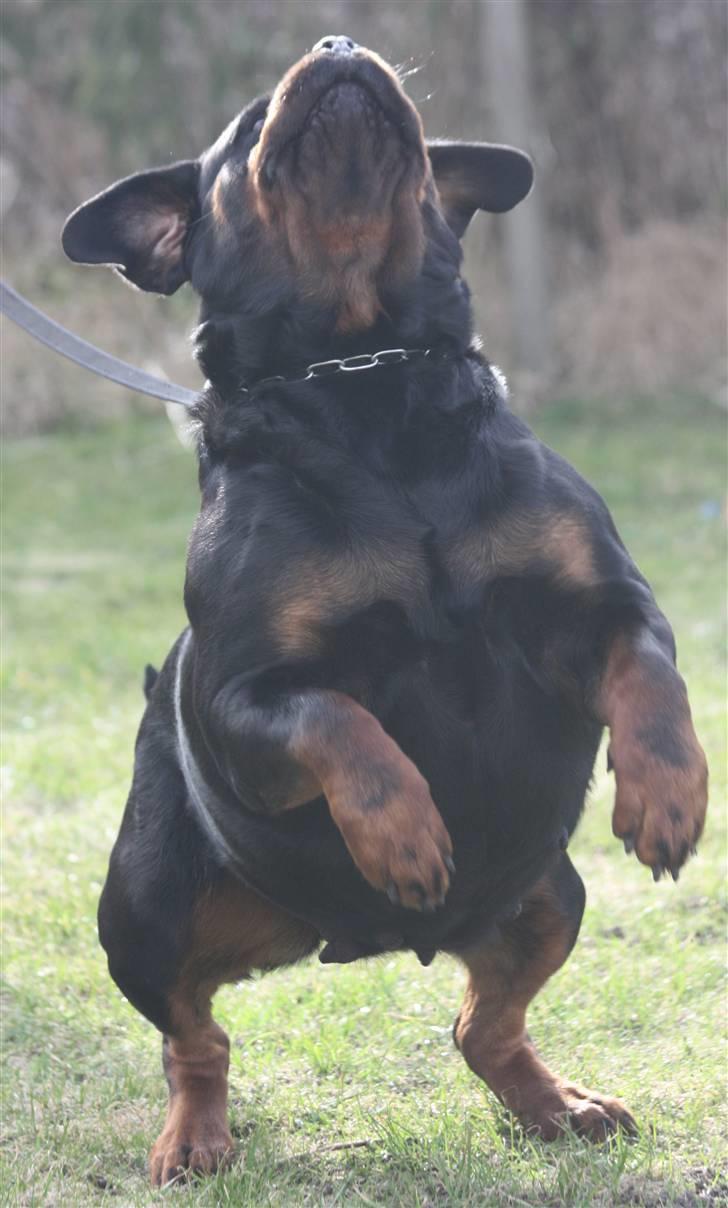 Rottweiler Vom Hause Wenorra Akira - 3 år og 14 dage før forventet fødsel billede 2