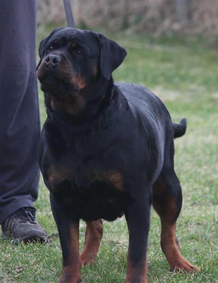 Rottweiler Vom Hause Wenorra Akira - Nyt billede 3