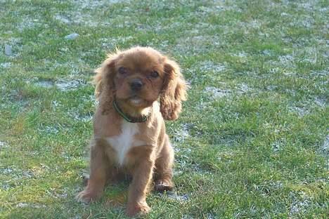 Cavalier king charles spaniel Asta billede 8