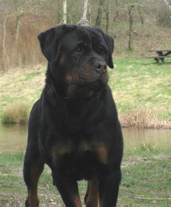 Rottweiler Vom Hause Wenorra Akira - 17 mdr billede 4