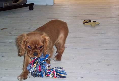 Cavalier king charles spaniel Asta billede 9