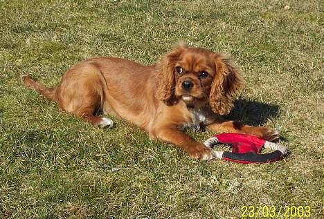 Cavalier king charles spaniel Asta billede 10