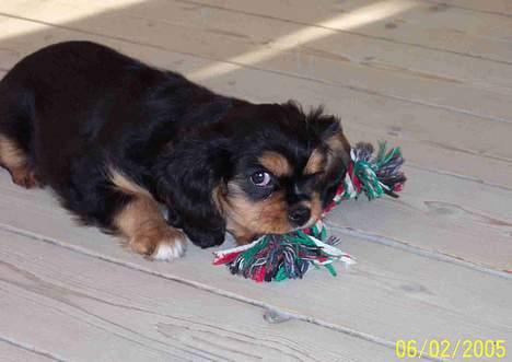 Cavalier king charles spaniel Carmen - Låner lige Astas knude. billede 10