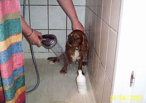 Cavalier king charles spaniel Asta - Asta er bestemt ikke glad for at blive vasket. billede 11