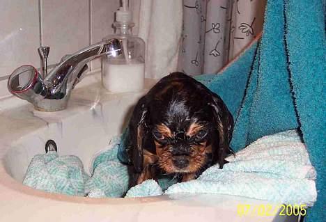 Cavalier king charles spaniel Carmen - Carmen kan ikke lide at være våd. billede 11