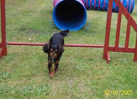 Cavalier king charles spaniel Carmen billede 12