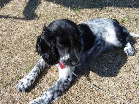 Cocker spaniel Yasmin *SOLGT* - Her ligger jeg lige og nyder solen, på min første sommerferie med min ejer  billede 2