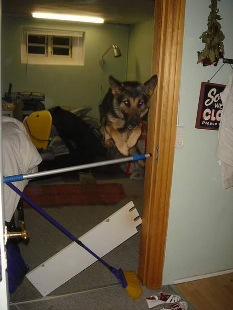 Schæferhund Ruth - sejt bilede (: hun flyver oer 100 cm . ca  billede 16