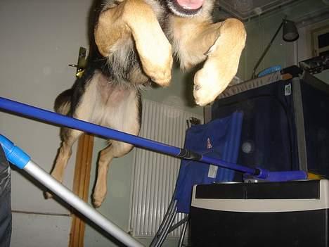 Schæferhund Ruth - synes altså lige det skulle med , he he <3 billede 17