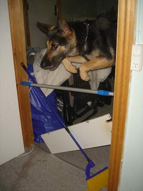 Schæferhund Ruth - tihi . wuf over 100 cm .  billede 18