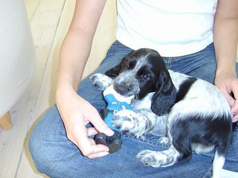 Cocker spaniel Yasmin *SOLGT* - Her er jeg knap 9 uger og lige ankommet til mit nye hjem billede 4