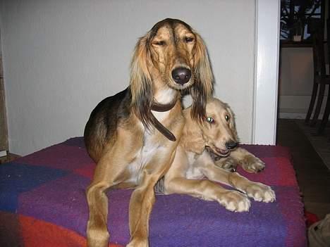 Saluki Faih´dan - pas nu lige på jeg er ved at blive fotograferet her billede 15