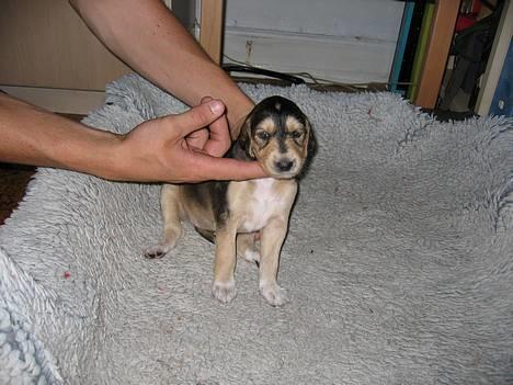 Saluki Faih´dan - da vi så Faih´dan første gang - 4 uger billede 16