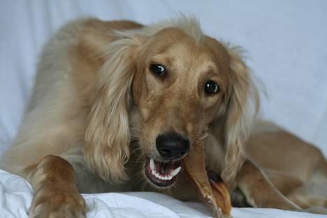 Saluki Qhandahar billede 8