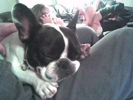 Fransk bulldog Grisepjok - Pjokki sover (taget med mobil) billede 9