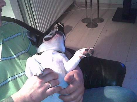 Fransk bulldog Grisepjok - Uh Dejligt at blive kløet på maven af farmand (taget med mobil) billede 10