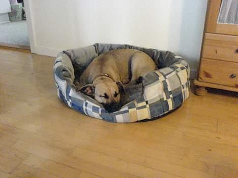 Amerikansk staffordshire terrier Bella - mig og min nye kurv ,,,,,,,,,,,,,,,,,,,,, I LOVE U billede 20