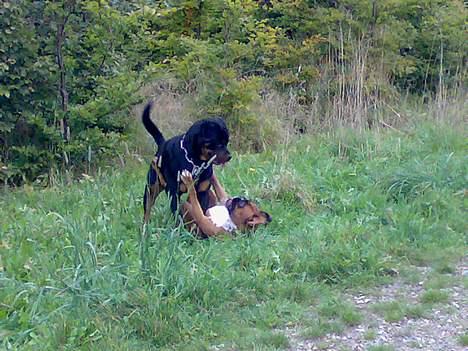 Rottweiler Samson - dato 17/10-06. lege lege lege.. hehe. se hvor stor jeg virker. billede 14