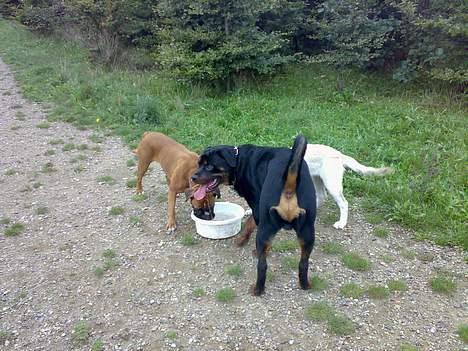 Rottweiler Samson - dejligt at være ude og lege med vennerne. 17/10-06 billede 15
