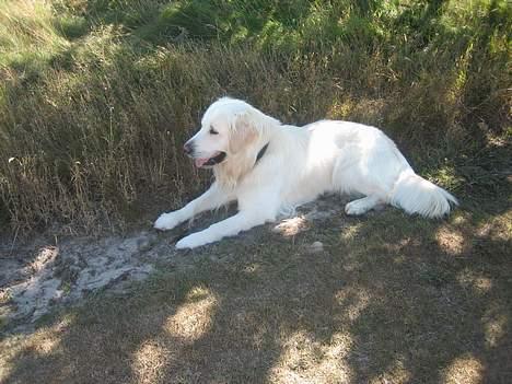 Golden retriever be my friend (Lukas) - Dejligt med lidt skygge her i denne hede!   :) billede 1