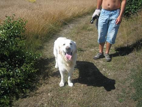 Golden retriever be my friend (Lukas) - Har i nogen sinde set en smukkere TUNGE?  billede 2