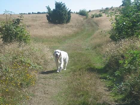 Golden retriever be my friend (Lukas) - Mig og natur passer bare sammen ! hah :) billede 3