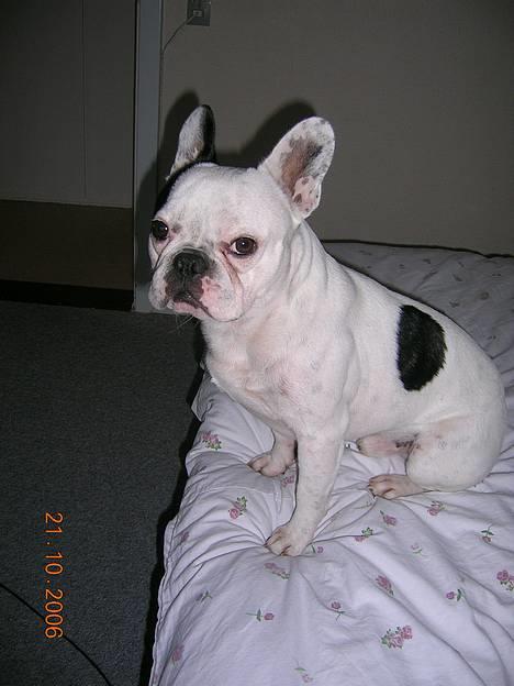 Fransk bulldog Tico billede 1