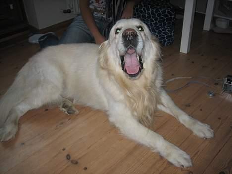Golden retriever be my friend (Lukas) - Vidste i at jeg kunne synge OPERA?? billede 4