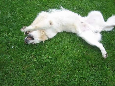 Golden retriever be my friend (Lukas) - Skal vi lege? billede 5