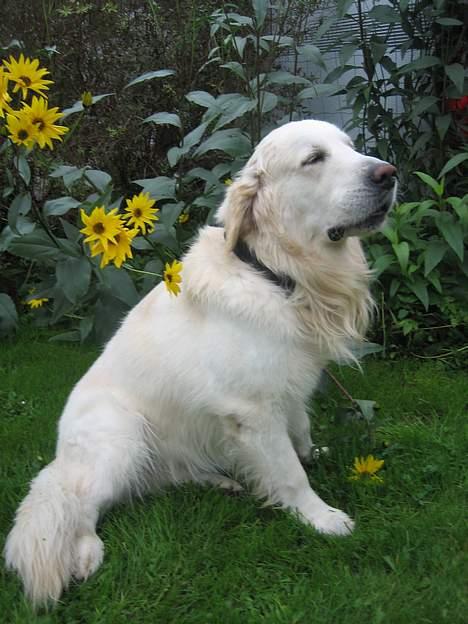 Golden retriever be my friend (Lukas) - Har jeg stil eller har jeg bare stil? billede 6