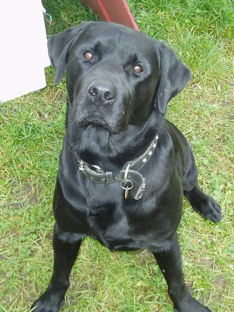 Labrador retriever Figo - Hvad er det du har der, kan det spises??? billede 1