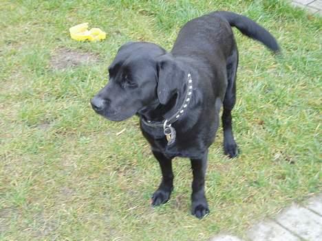 Labrador retriever Figo - Hvad er der mon der over??? billede 2