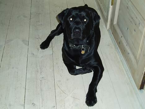 Labrador retriever Figo - Hej er jeg ikke smuk??? billede 3