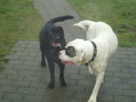 Labrador retriever Figo - Kenny og jeg leger. billede 4