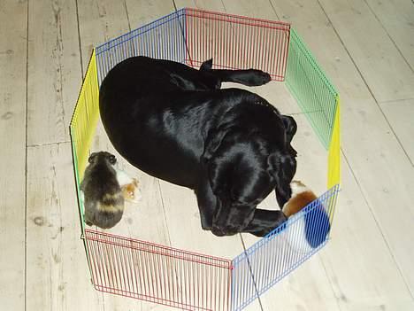 Labrador retriever Figo - Her er jeg med mine gode venner vores marsvin. billede 5