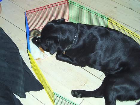 Labrador retriever Figo - Ihhh kan de mon spises??? billede 6