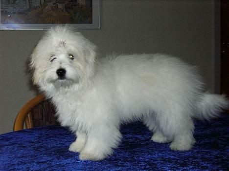 Coton de tulear Jasmin - lige været i bad, så nu er man super fin:) billede 1