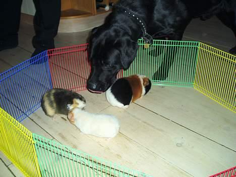 Labrador retriever Figo - Vil i have et lille kys??? billede 7