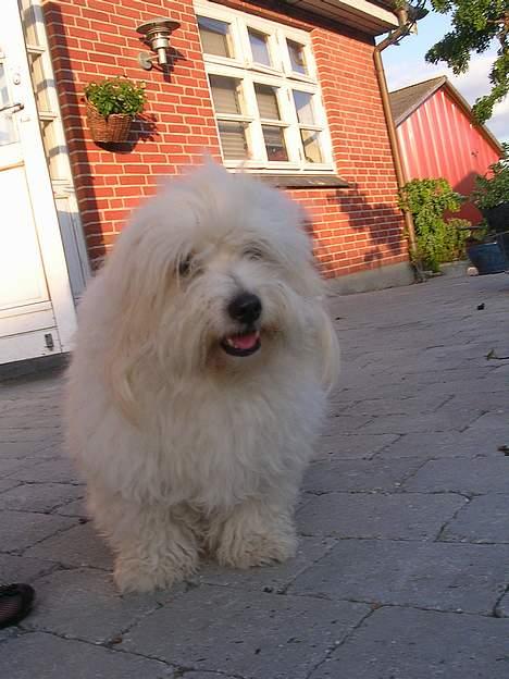 Coton de tulear Jasmin - Glad og tyk... 2 uger før hun skal ha hvalpe:) billede 2
