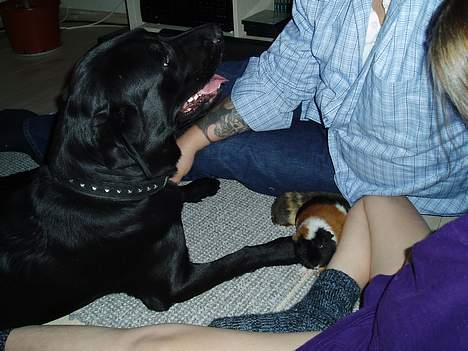Labrador retriever Figo - Hej må jeg lege med dem??? billede 8
