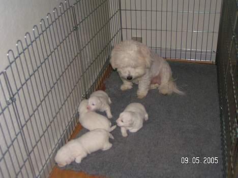 Coton de tulear Jasmin - Billedet er fra hendes første kuld hvalpe. det er nnogle underlige nogle, synes Jasmin at tænke.. billede 3