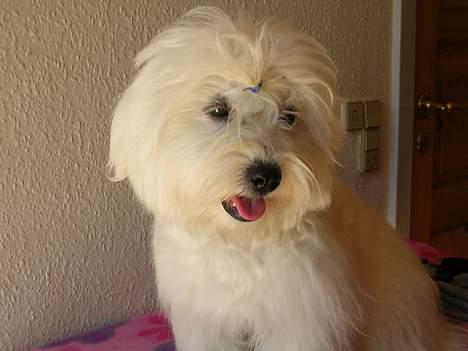 Coton de tulear Jasmin - her er jeg:) billede 4