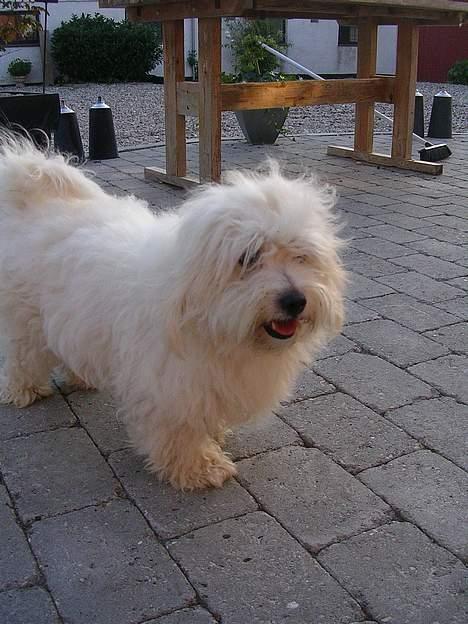 Coton de tulear Jasmin - dejligt at være udenfor... billede 5
