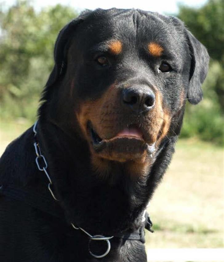 Rottweiler Samson billede 2