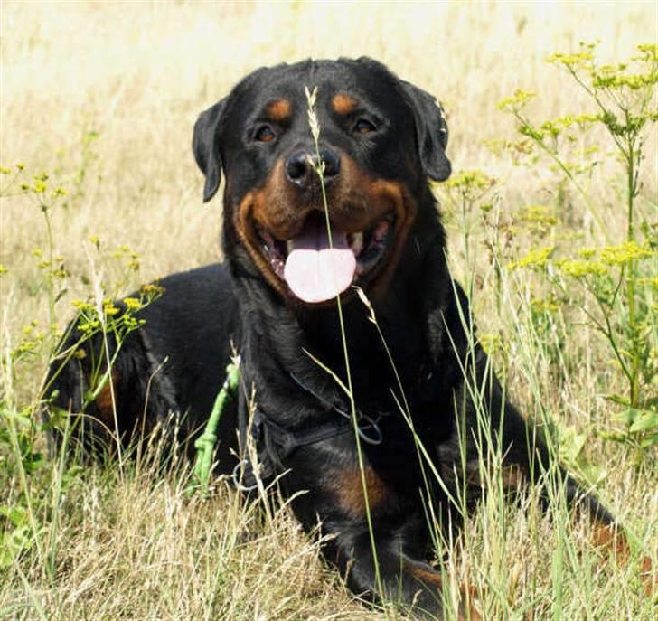 Rottweiler Samson billede 3