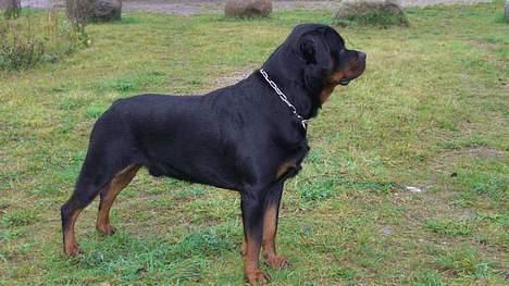 Rottweiler nico - Snart 2 år billede 8